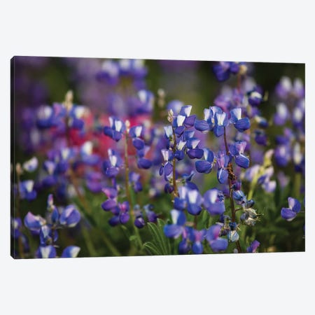 Close-Up Of Wildflowers, Mount Rainier National Park, Washington State, USA IV Canvas Print #PIM14557} by Panoramic Images Canvas Artwork