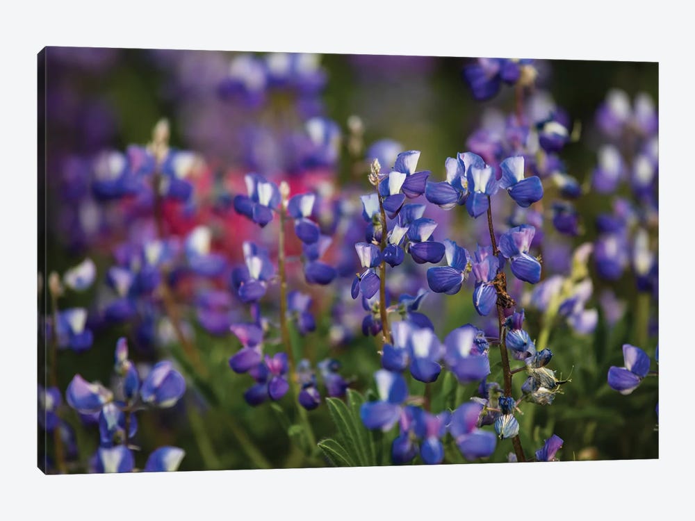 Close-Up Of Wildflowers, Mount Rainier National Park, Washington State, USA IV by Panoramic Images 1-piece Canvas Art