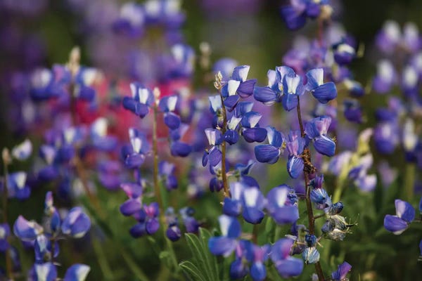 Lupines: Close-Up Of Wildflowers, Mount Rainier National Park, Washington State, USA IV by Panoramic Images