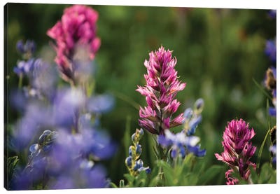 Close-Up Of Wildflowers, Mount Rainier National Park, Washington State, USA V Canvas Art Print - Garden & Floral Landscape Art