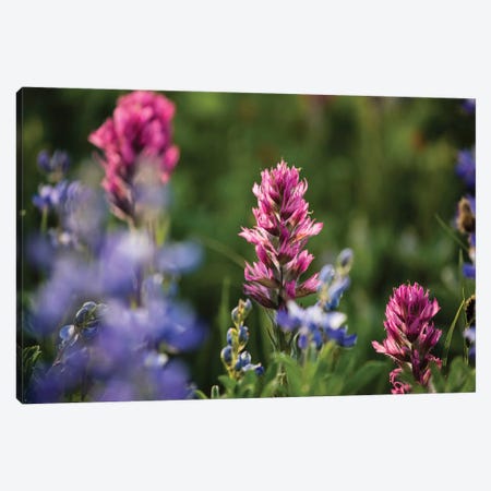 Close-Up Of Wildflowers, Mount Rainier National Park, Washington State, USA V Canvas Print #PIM14558} by Panoramic Images Canvas Print