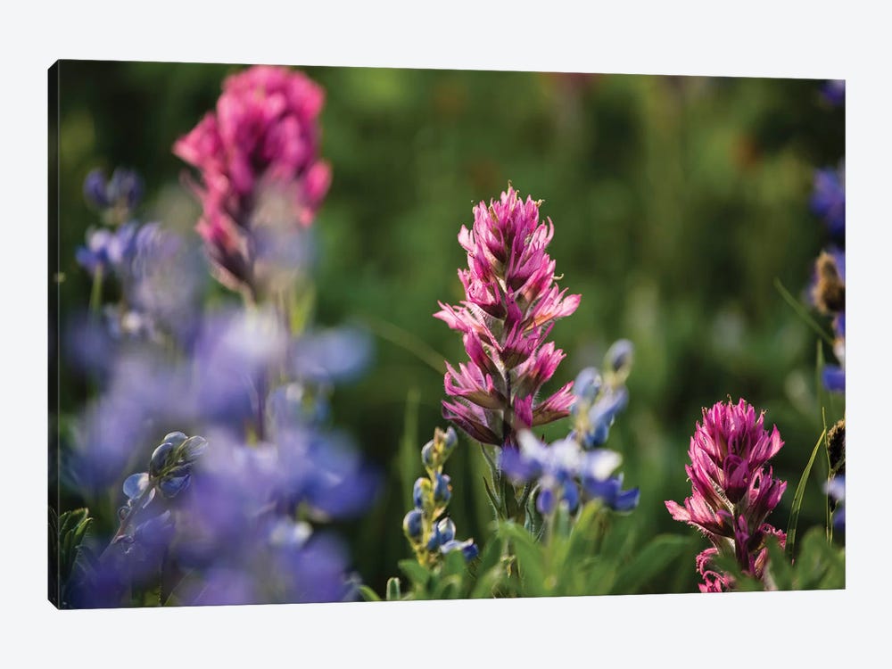 Close-Up Of Wildflowers, Mount Rainier National Park, Washington State, USA V by Panoramic Images 1-piece Canvas Print