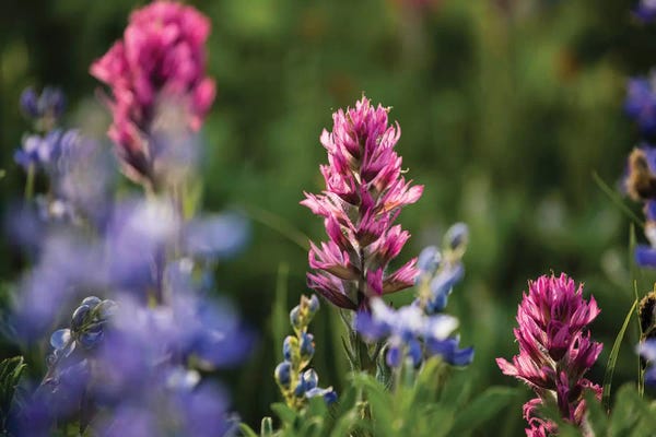 Lupines: Close-Up Of Wildflowers, Mount Rainier National Park, Washington State, USA V by Panoramic Images