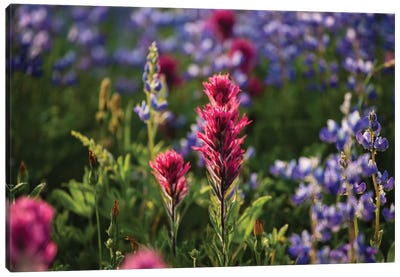 Close-Up Of Wildflowers, Mount Rainier National Park, Washington State, USA VI Canvas Art Print - Garden & Floral Landscape Art