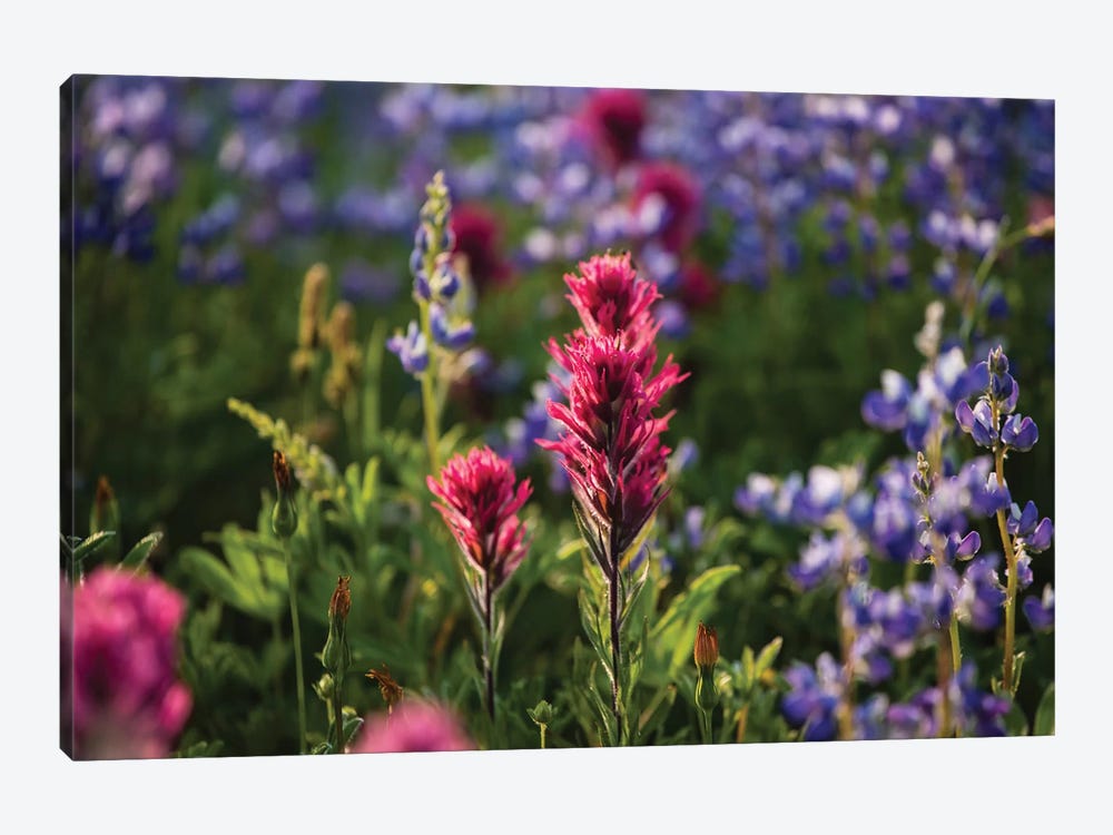 Close-Up Of Wildflowers, Mount Rainier National Park, Washington State, USA VI by Panoramic Images 1-piece Canvas Wall Art