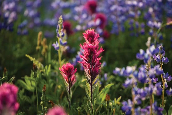 Lupines: Close-Up Of Wildflowers, Mount Rainier National Park, Washington State, USA VI by Panoramic Images