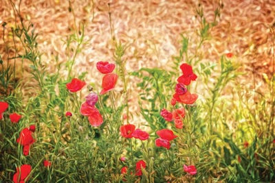 CloseUp Of Wilting Poppies Canvas Art iCanvas