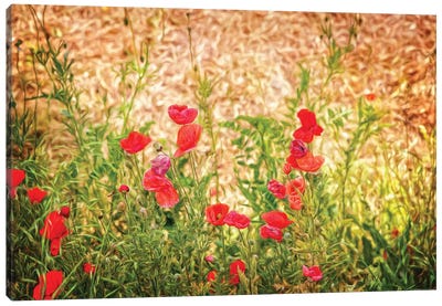 Close-Up Of Wilting Poppies Canvas Art Print - Poppy Art
