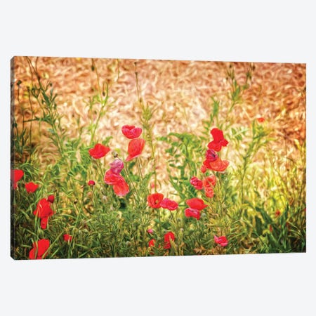 Close-Up Of Wilting Poppies Canvas Print #PIM14560} by Panoramic Images Canvas Art