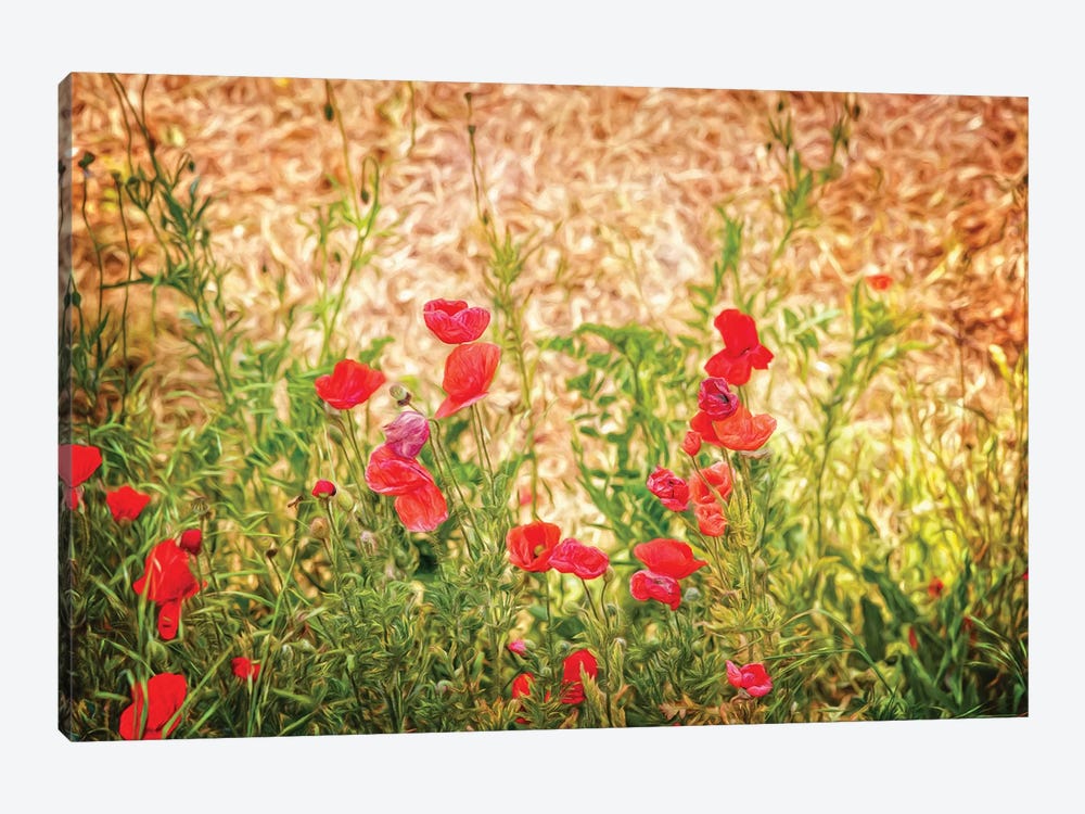 Close-Up Of Wilting Poppies by Panoramic Images 1-piece Canvas Art