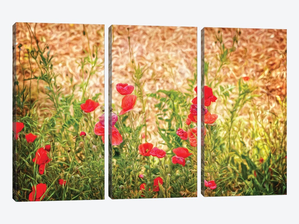 Close-Up Of Wilting Poppies by Panoramic Images 3-piece Canvas Wall Art