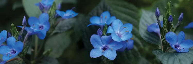 Close-Up Of Winter Blue Flowers