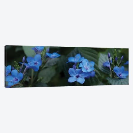 Close-Up Of Winter Blue Flowers Canvas Print #PIM14561} by Panoramic Images Canvas Art