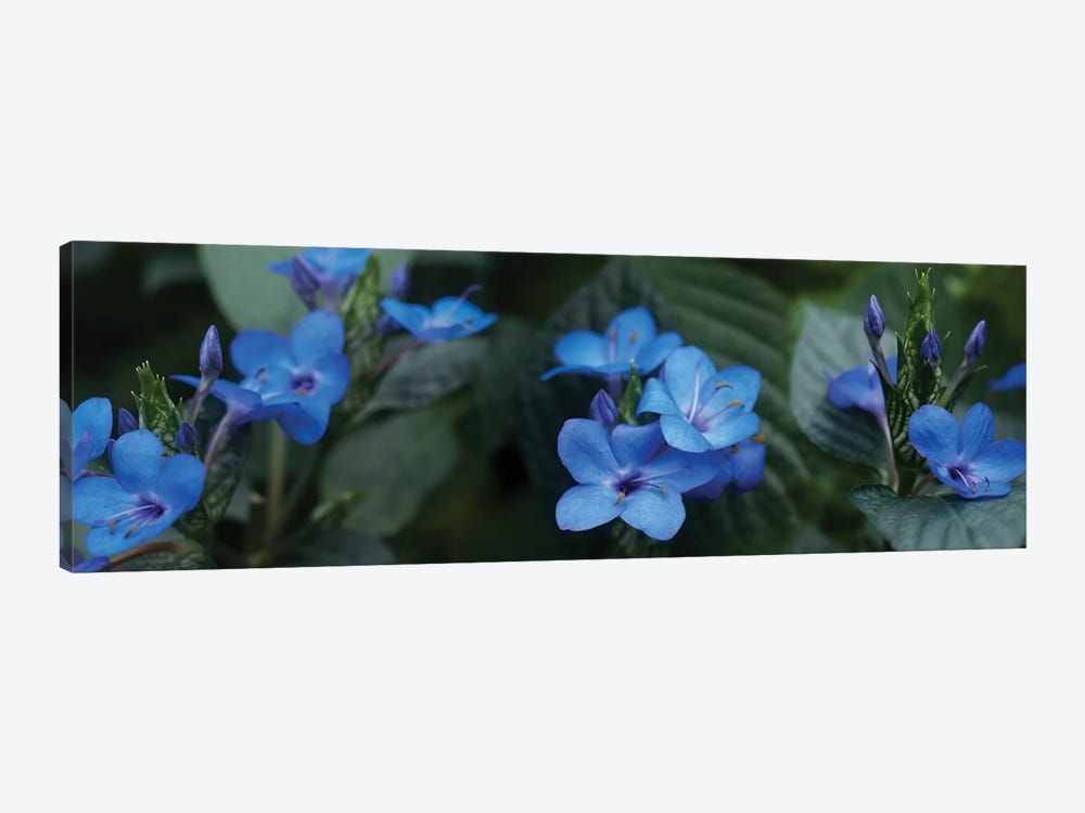 Close-Up Of Winter Blue Flowers by Panoramic Images 1-piece Canvas Art Print