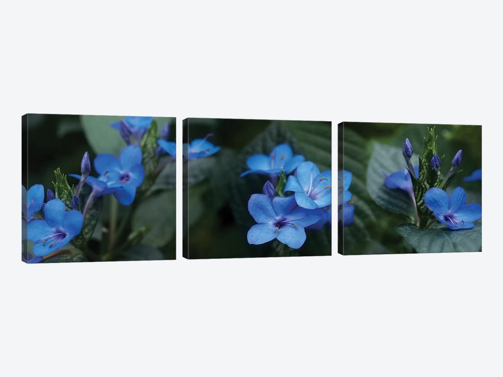 Close-Up Of Winter Blue Flowers by Panoramic Images 3-piece Canvas Art Print
