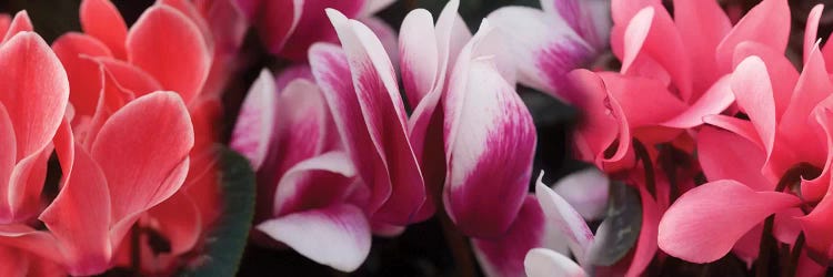 Close-Up Of Winter Cyclamen Flowers