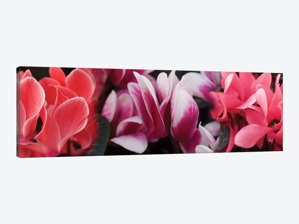Close-Up Of Winter Cyclamen Flowers by Panoramic Images 1-piece Canvas Artwork