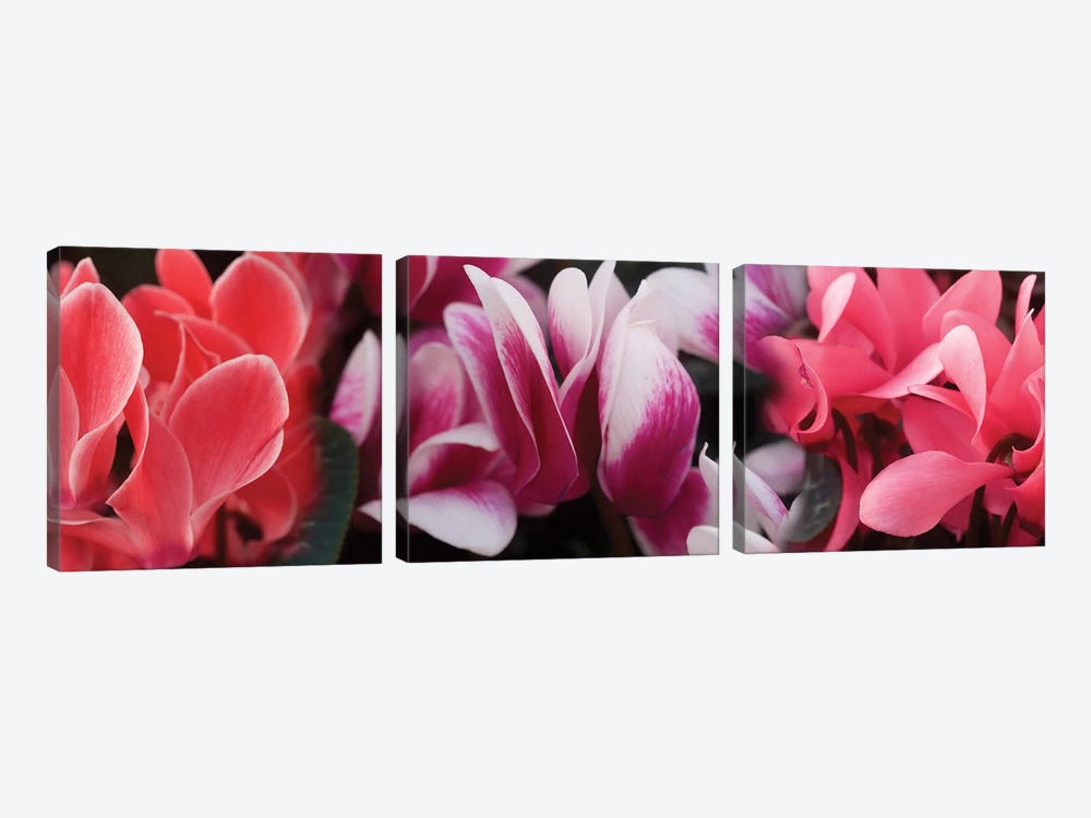 Close-Up Of Winter Cyclamen Flowers by Panoramic Images 3-piece Canvas Art