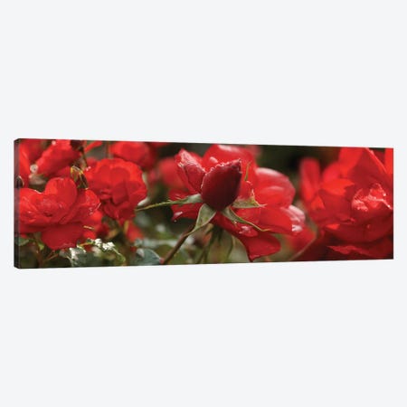 Close-Up Of Worshipped Hedge Rose Flowers Canvas Print #PIM14563} by Panoramic Images Canvas Artwork