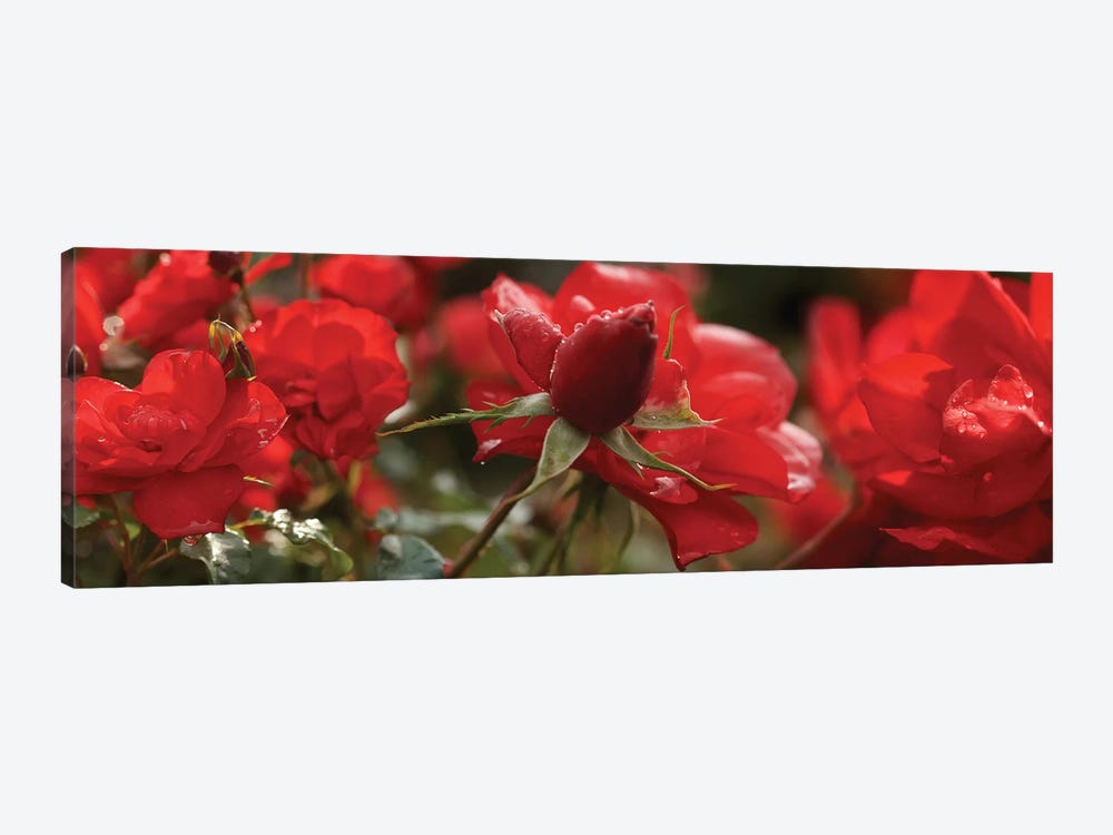 Close-Up Of Worshipped Hedge Rose Flowers by Panoramic Images 1-piece Canvas Art Print