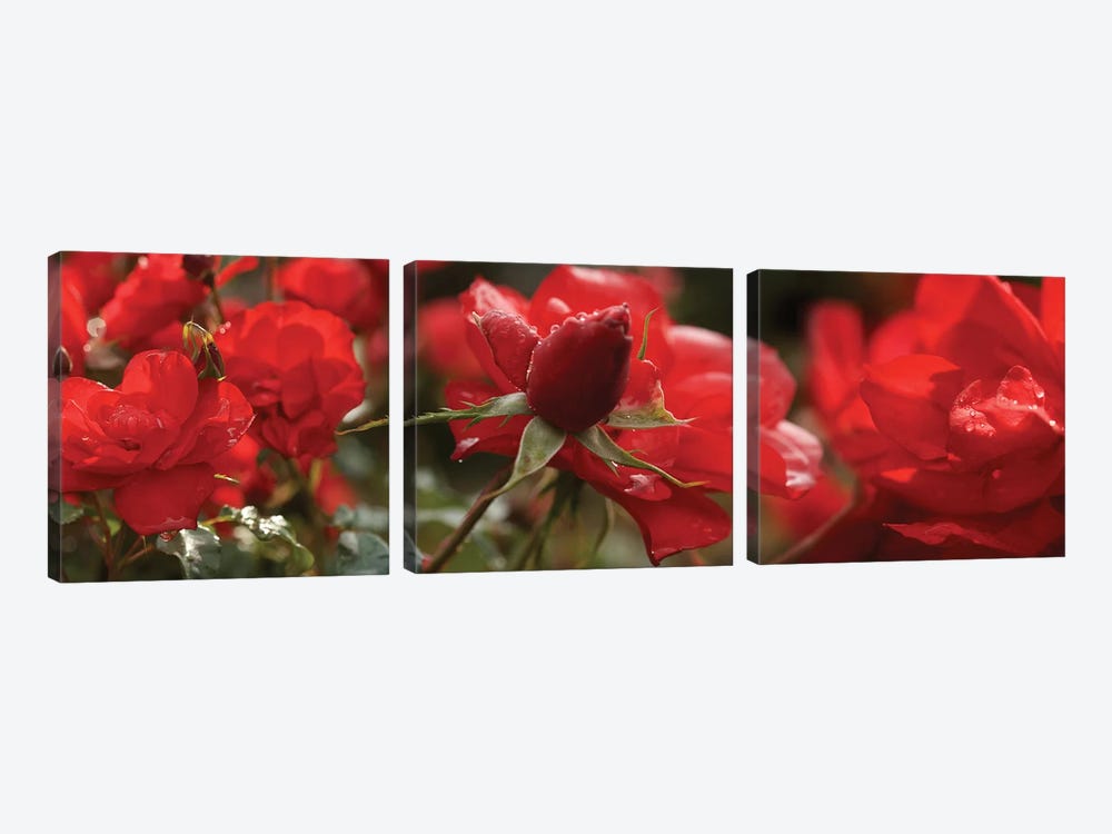 Close-Up Of Worshipped Hedge Rose Flowers by Panoramic Images 3-piece Canvas Art Print