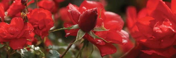 Close-Up Of Worshipped Hedge Rose Flowers