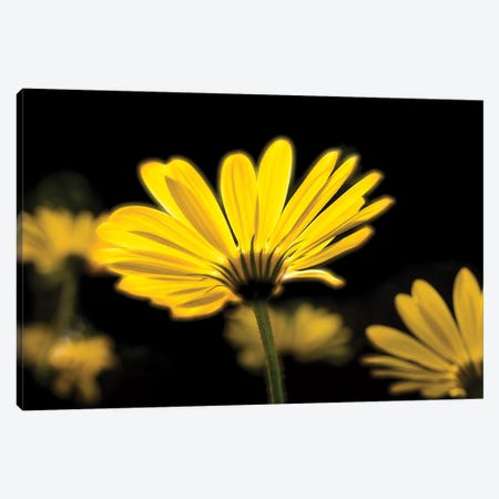 Close-Up Of Yellow African Daisy Flowers (Voltage Yellow Osteospermum), Florida, USA Canvas Print #PIM14564} by Panoramic Images Art Print