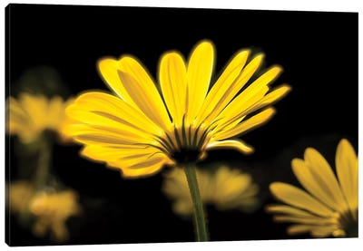 Close-Up Of Yellow African Daisy Flowers (Voltage Yellow Osteospermum), Florida, USA Canvas Art Print - Daisy Art