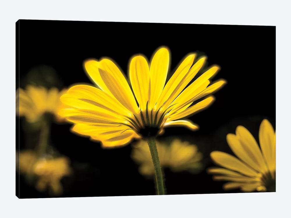 Close-Up Of Yellow African Daisy Flowers (Voltage Yellow Osteospermum), Florida, USA by Panoramic Images 1-piece Canvas Wall Art