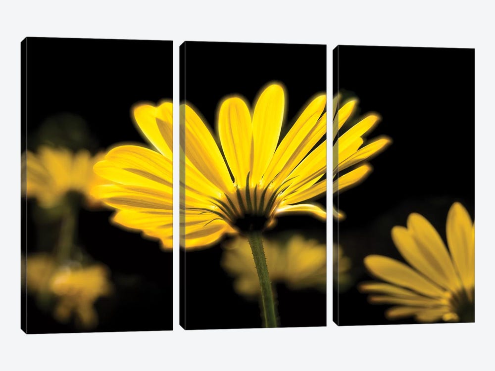 Close-Up Of Yellow African Daisy Flowers (Voltage Yellow Osteospermum), Florida, USA by Panoramic Images 3-piece Canvas Artwork