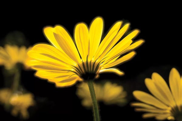 Macro Photography: Close-Up Of Yellow African Daisy Flowers (Voltage Yellow Osteospermum), Florida, USA by Panoramic Images