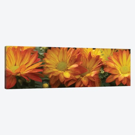 Close-Up Of Yellow Gerbera Daisy Flowers Canvas Print #PIM14565} by Panoramic Images Canvas Art Print