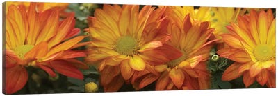 Close-Up Of Yellow Gerbera Daisy Flowers Canvas Art Print - Daisy Art