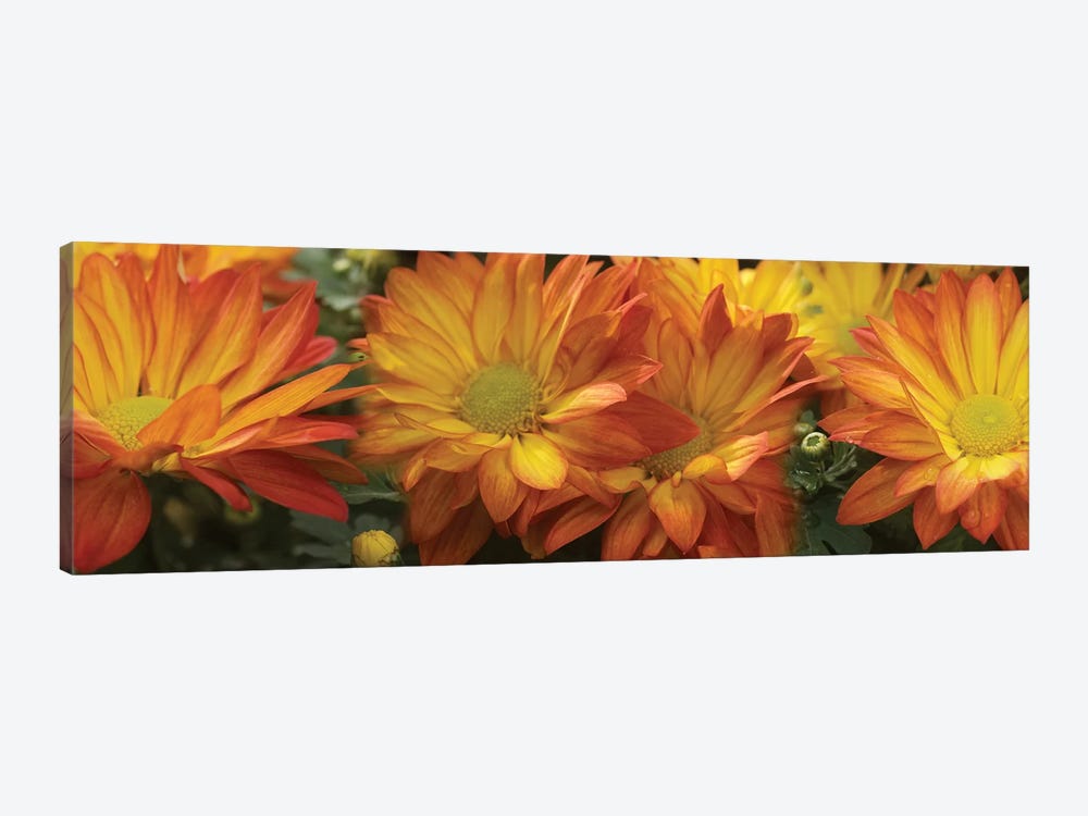 Close-Up Of Yellow Gerbera Daisy Flowers by Panoramic Images 1-piece Canvas Print