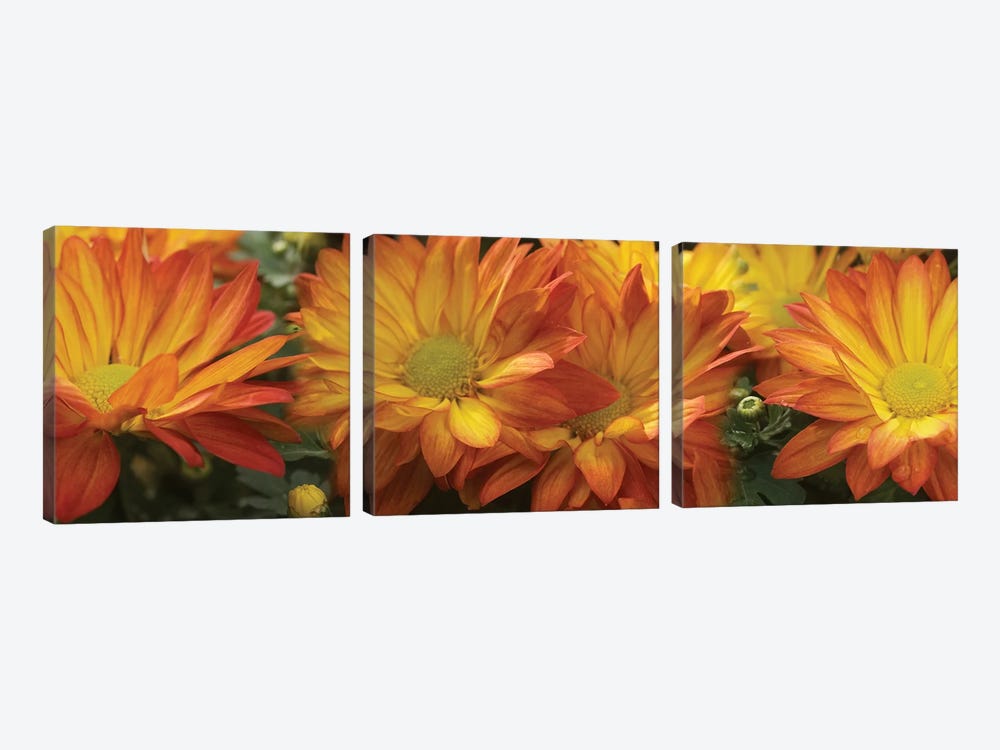 Close-Up Of Yellow Gerbera Daisy Flowers by Panoramic Images 3-piece Canvas Print