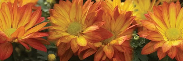 Daisies: Close-Up Of Yellow Gerbera Daisy Flowers by Panoramic Images