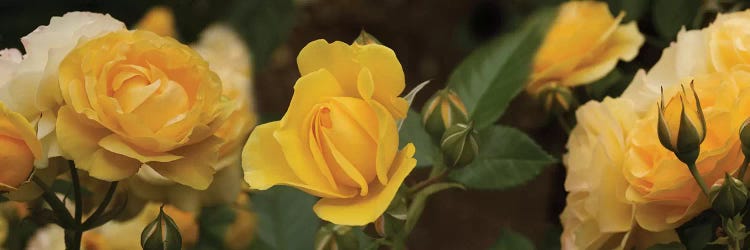 Close-Up Of Yellow Rose Flowers