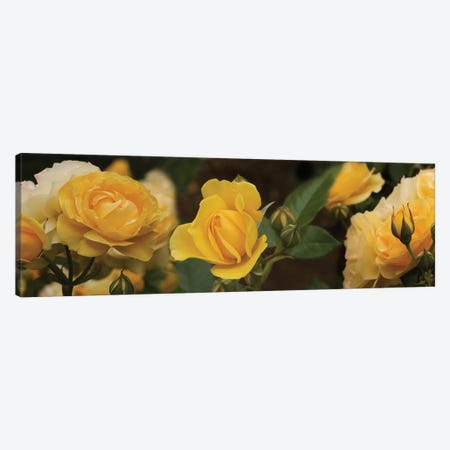 Close-Up Of Yellow Rose Flowers Canvas Print #PIM14566} by Panoramic Images Art Print