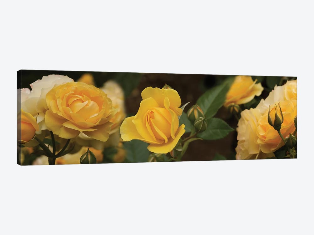 Close-Up Of Yellow Rose Flowers by Panoramic Images 1-piece Canvas Art