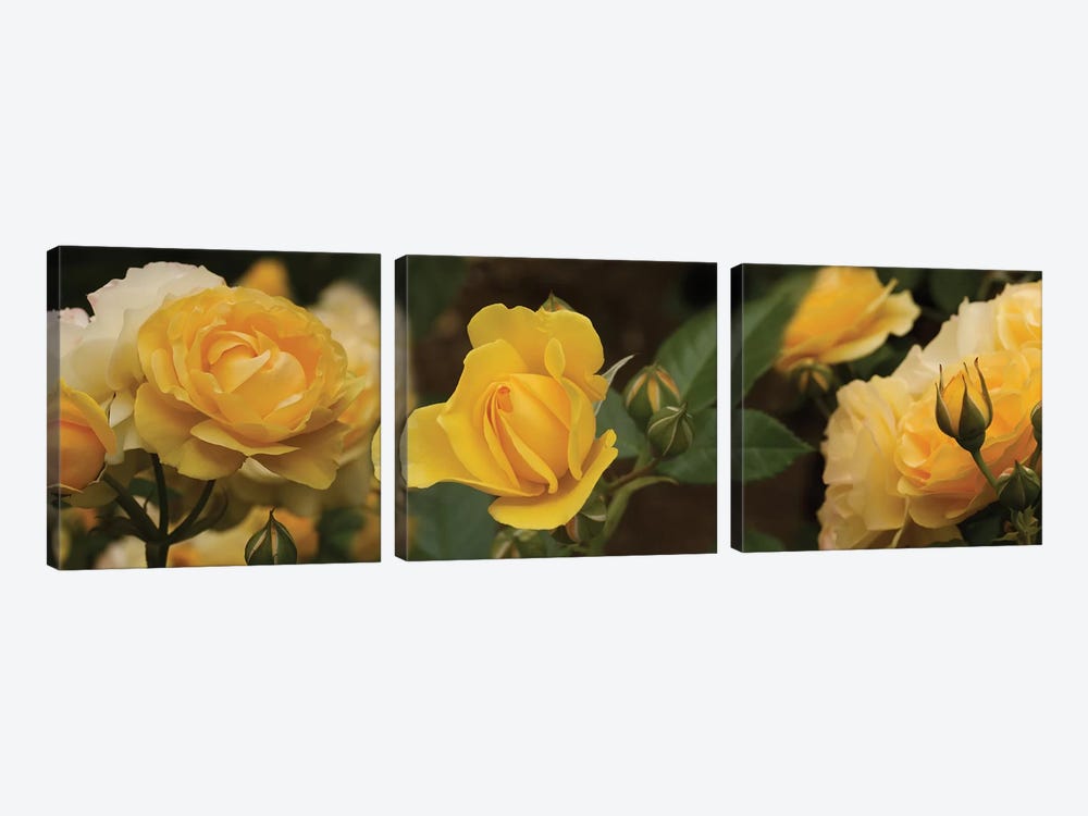Close-Up Of Yellow Rose Flowers by Panoramic Images 3-piece Canvas Artwork