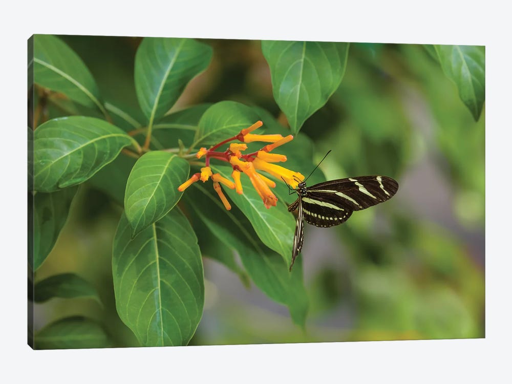 Close-Up Of Zebra Longwing (Heliconius Charithonia) Butterfly Pollinating Flowers, Florida, USA by Panoramic Images 1-piece Canvas Print