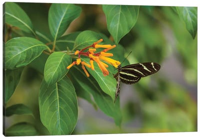 Close-Up Of Zebra Longwing (Heliconius Charithonia) Butterfly Pollinating Flowers, Florida, USA Canvas Art Print
