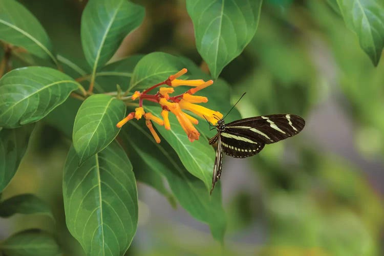 Close-Up Of Zebra Longwing (Heliconius Charithonia) Butterfly Pollinating Flowers, Florida, USA