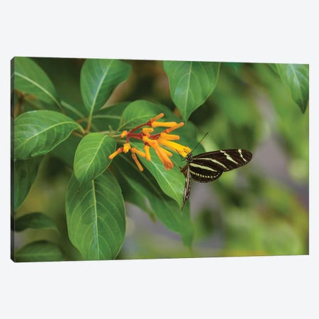 Close-Up Of Zebra Longwing (Heliconius Charithonia) Butterfly Pollinating Flowers, Florida, USA Canvas Print #PIM14567} by Panoramic Images Canvas Print