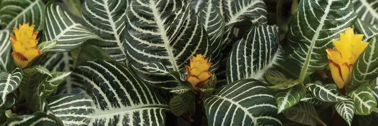 Close-Up Of Zebra Plant (Aphelandra Squarrosa)