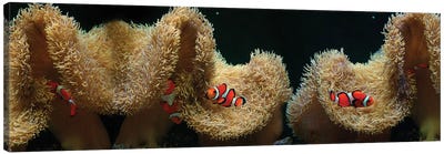 Clownfish Swimming Near Coral Canvas Art Print - Coral Art