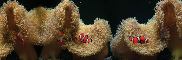 Clown Fish: Clownfish Swimming Near Coral by Panoramic Images