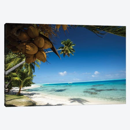 Coconuts Hanging On A Tree, Bora Bora, Society Islands, French Polynesia I Canvas Print #PIM14587} by Panoramic Images Art Print