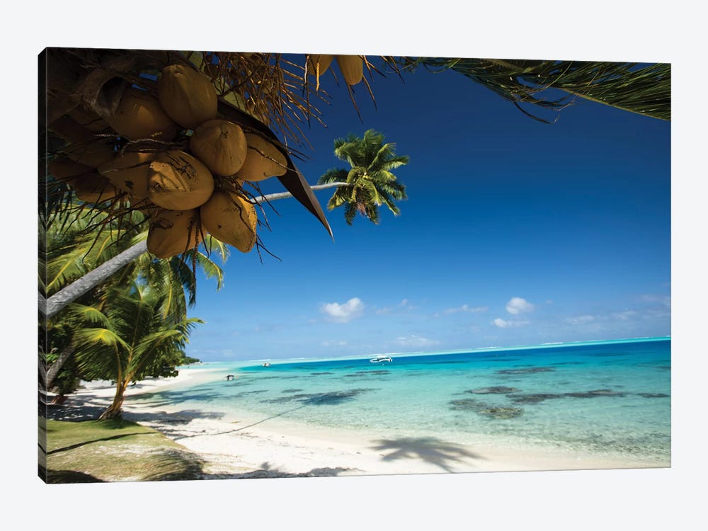 Coconuts Hanging On A Tree, Bora Bora, Society Islands, French Polynesia I by Panoramic Images 1-piece Art Print