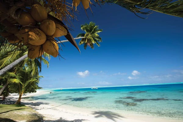 Coconuts Hanging On A Tree, Bora Bora, Society Islands, French Polynesia I